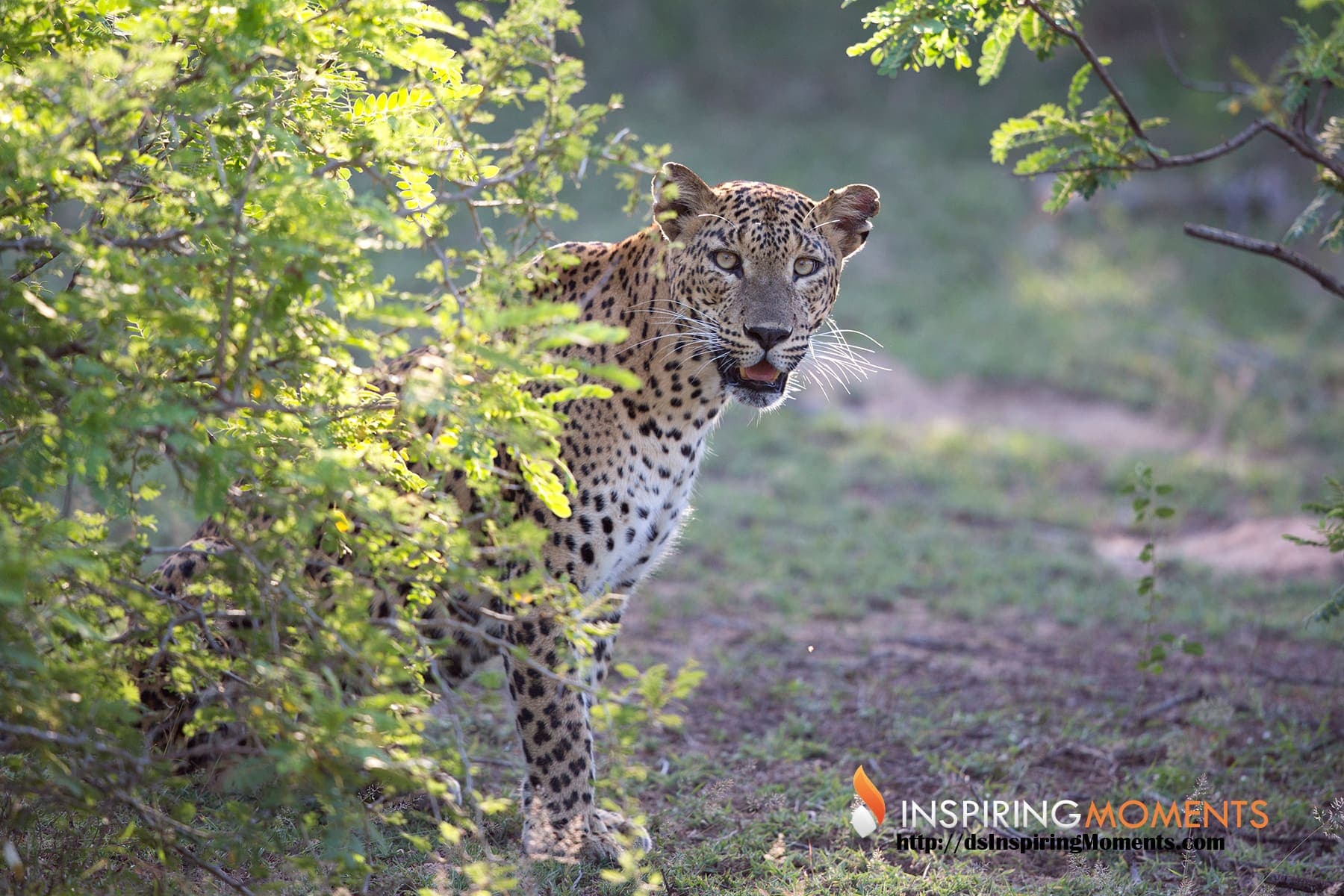Leopard emerging from bushes in early morning light in Yala