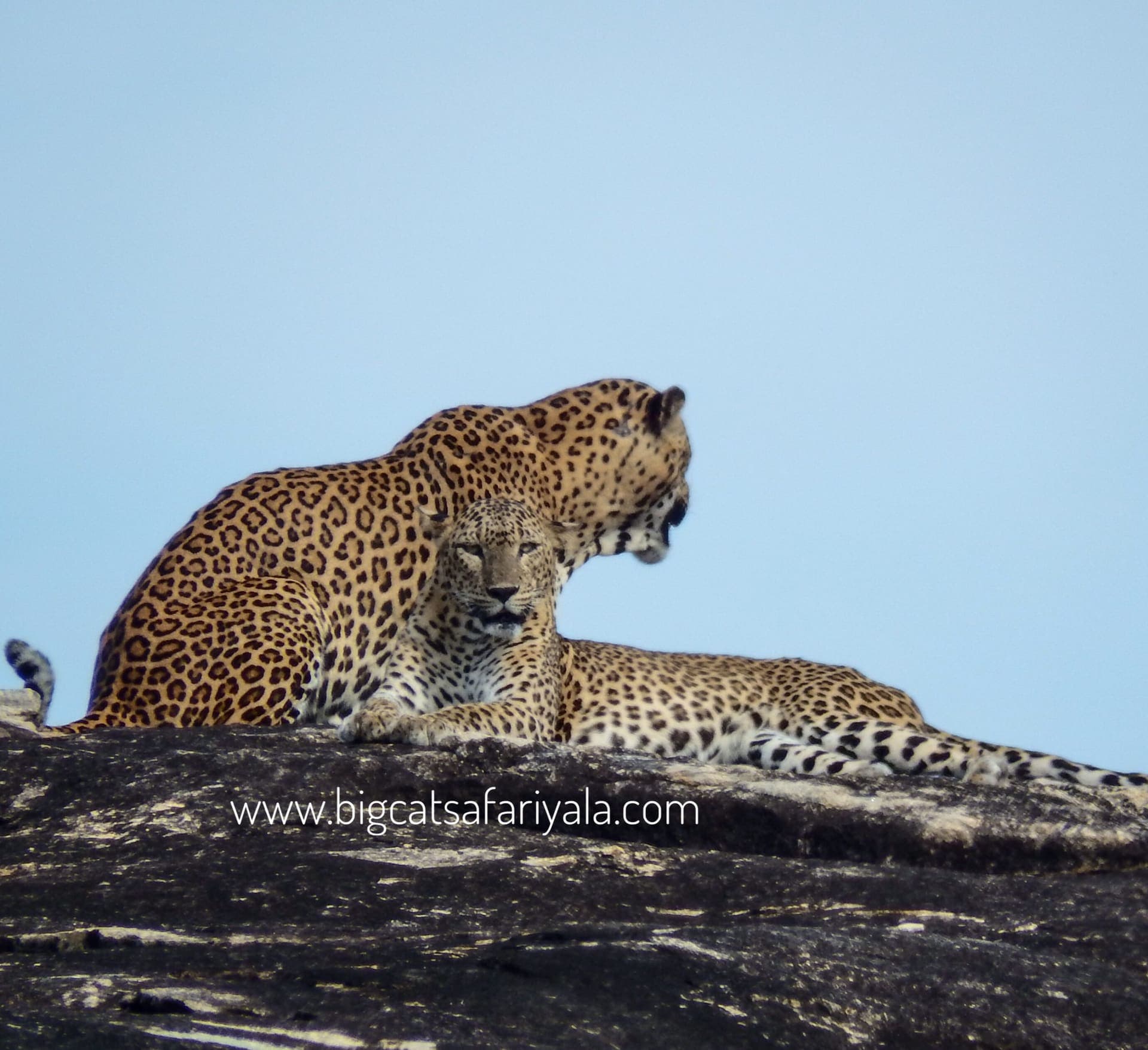 Two leopards lying together on a rock outcrop in Yala
