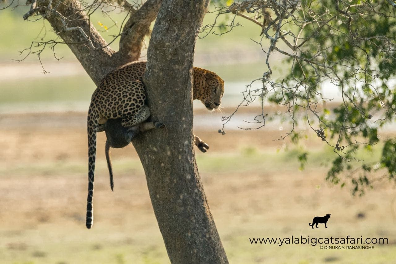 Leopard in a tree with prey hanging from a branch