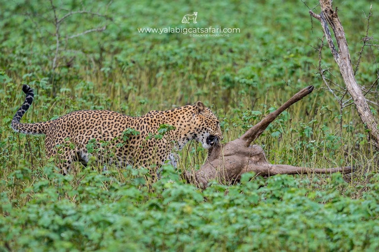 Leopard dragging a deer kill through green grass in Yala