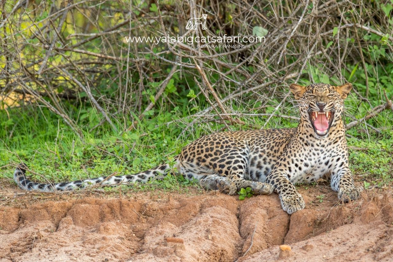 Leopard yawning on a red earth bank during an evening safari in Yala