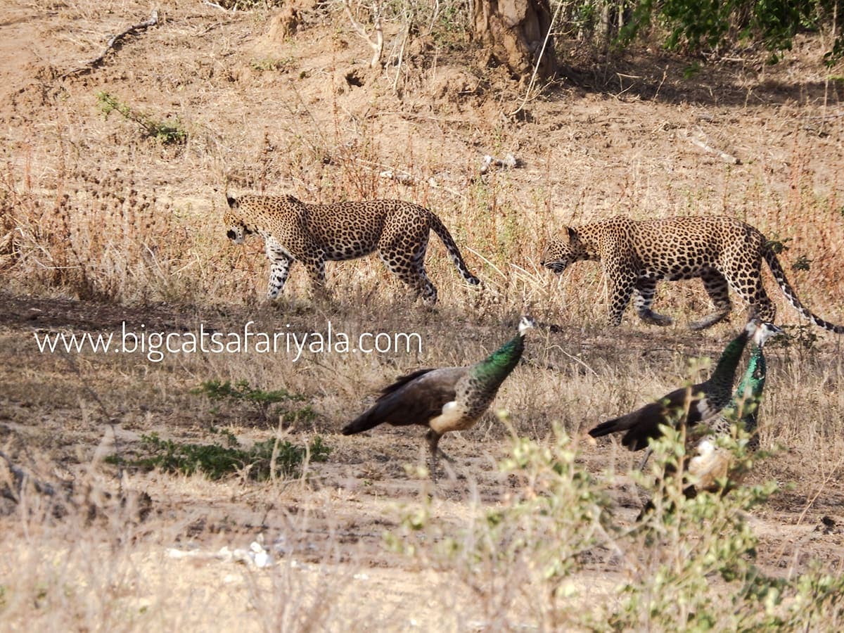 Two Sri Lankan leopards walking across a dry plain past peacocks in Yala