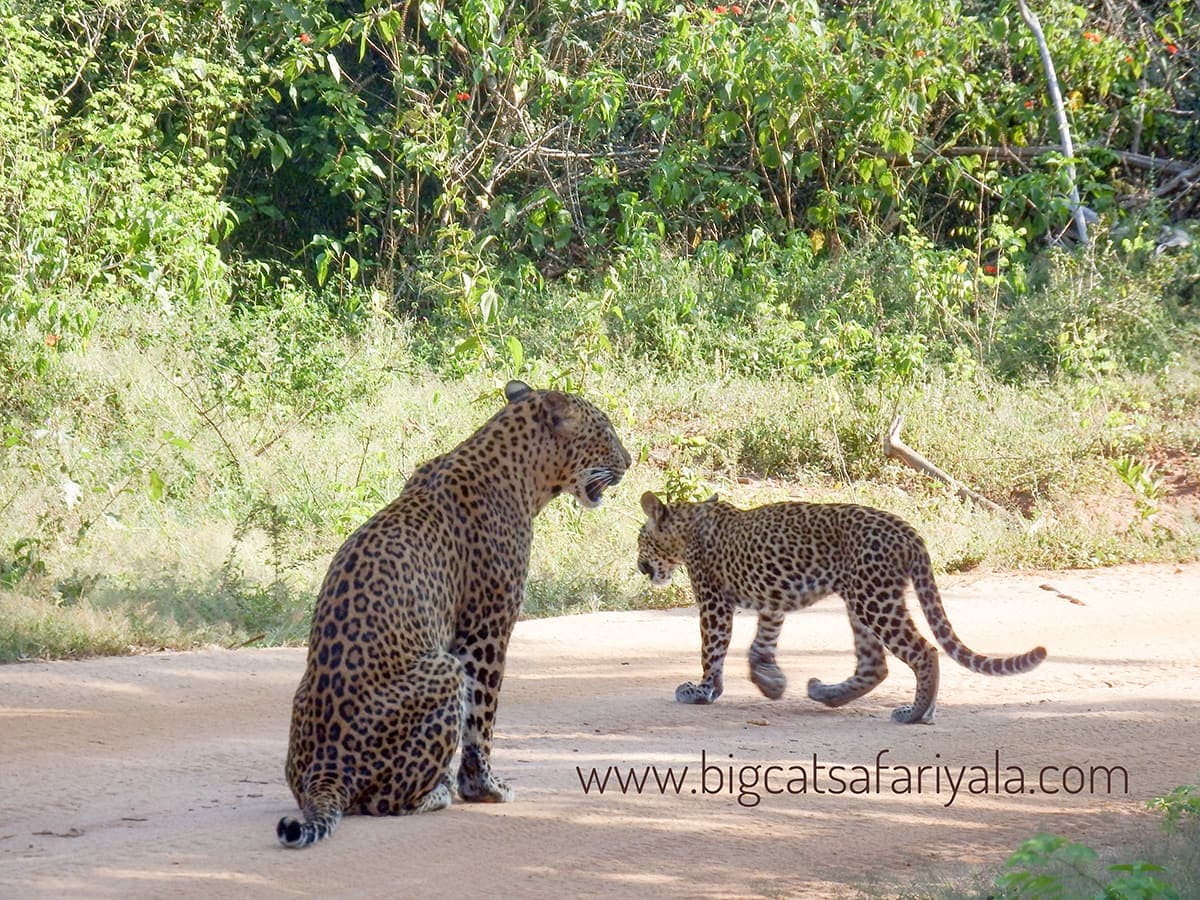 Leopard mother and her cub on a sandy track in Yala