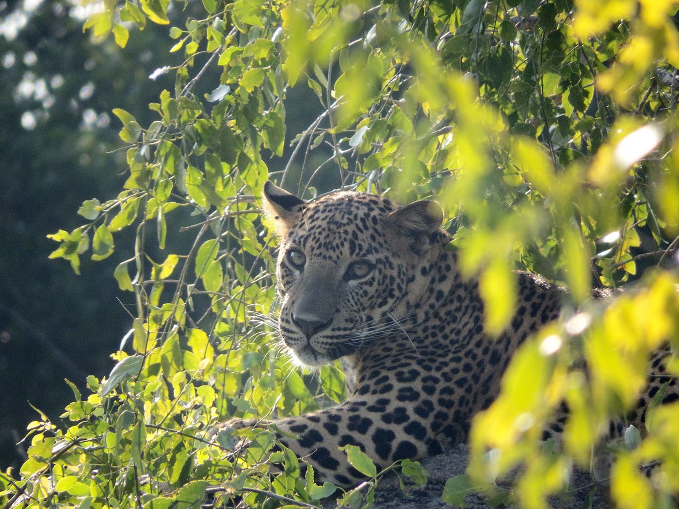 Leopard resting in a tree in Yala