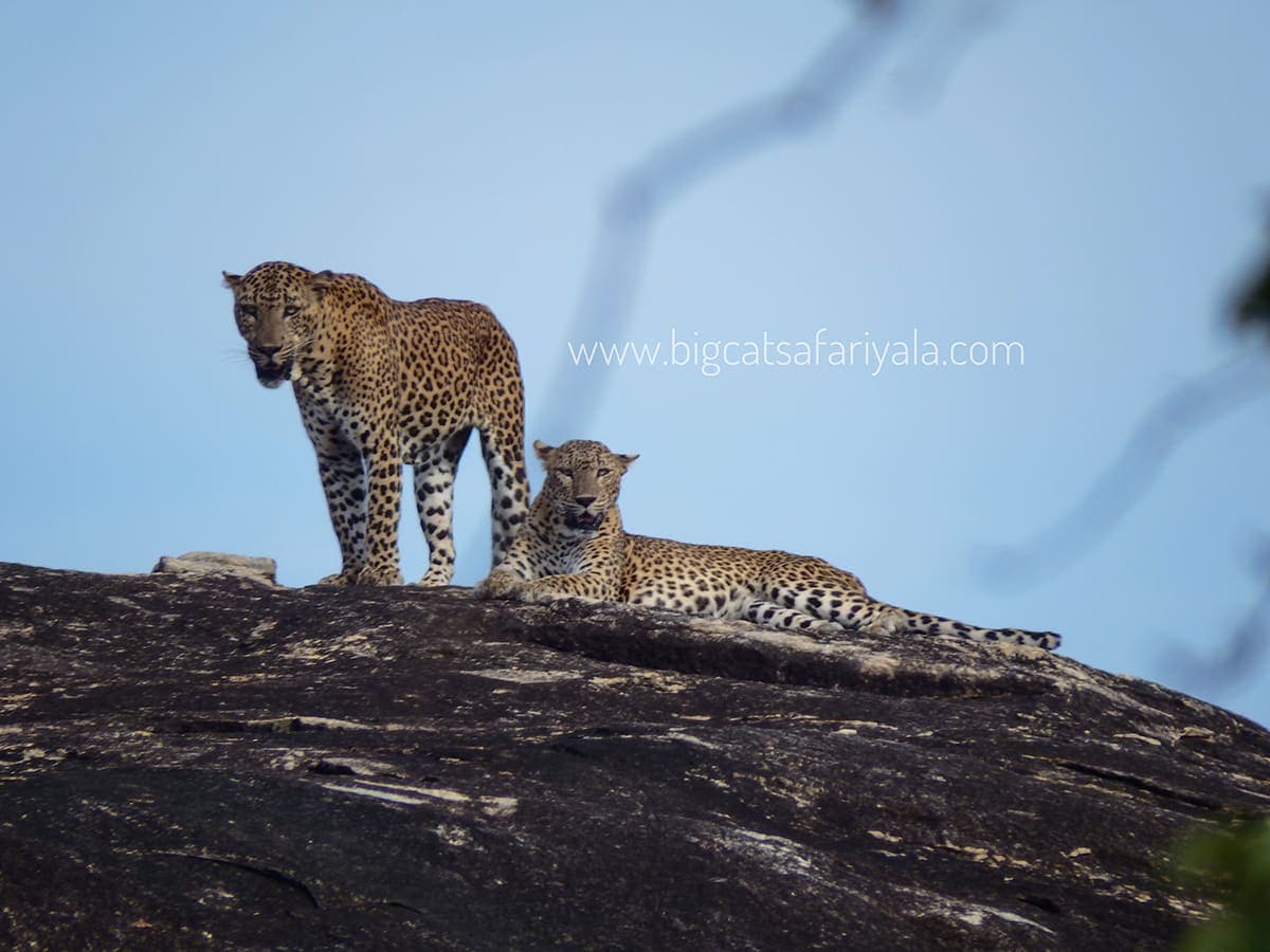Two leopards on a rock outcrop in Yala National Park