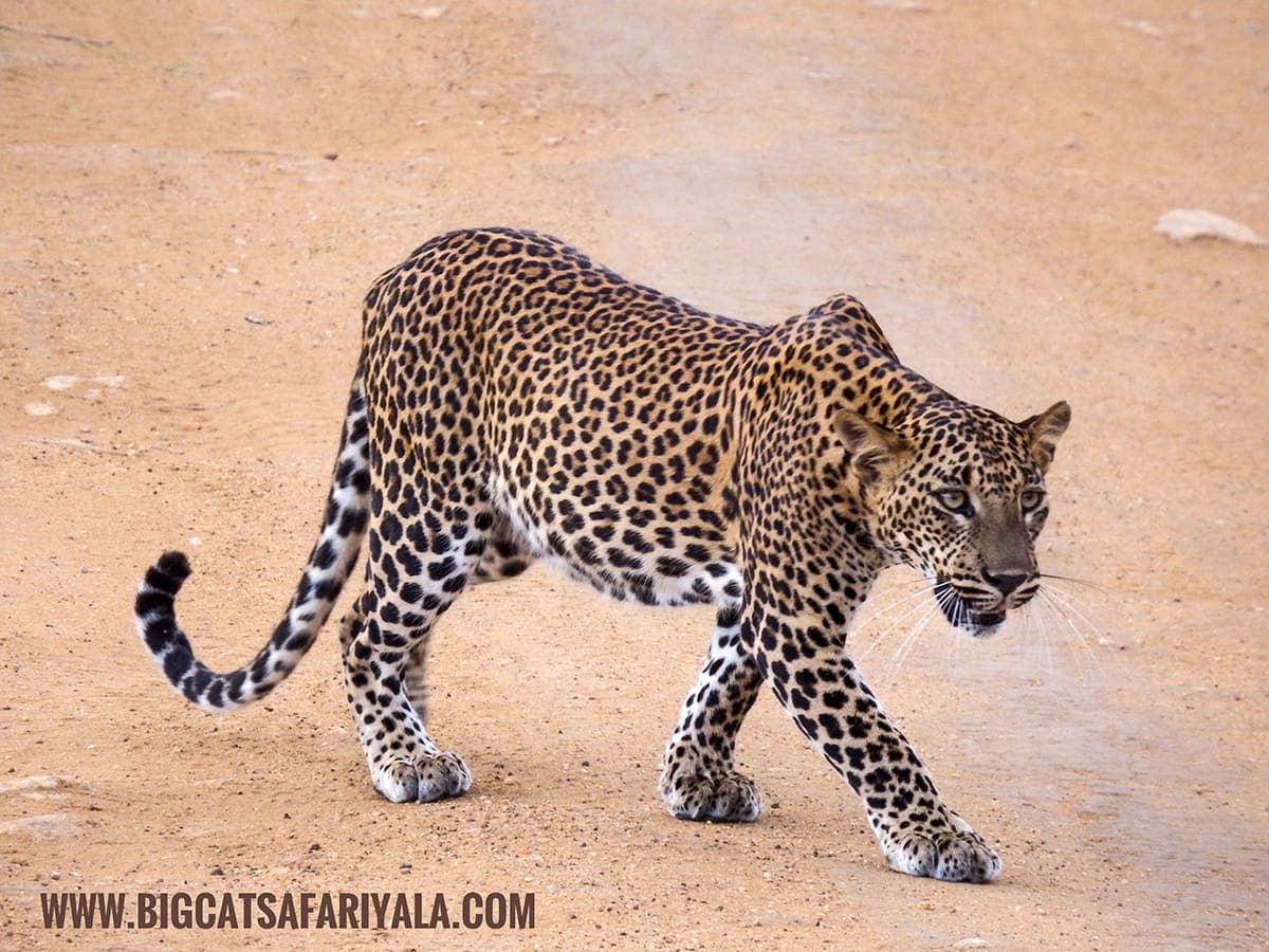 Leopard crossing a sandy track in Yala National Park