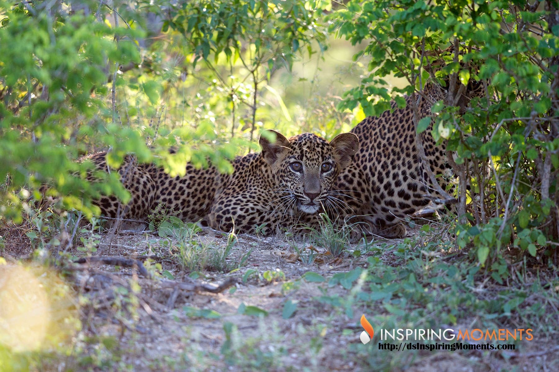 Two leopards resting in the shade of bushes in Yala
